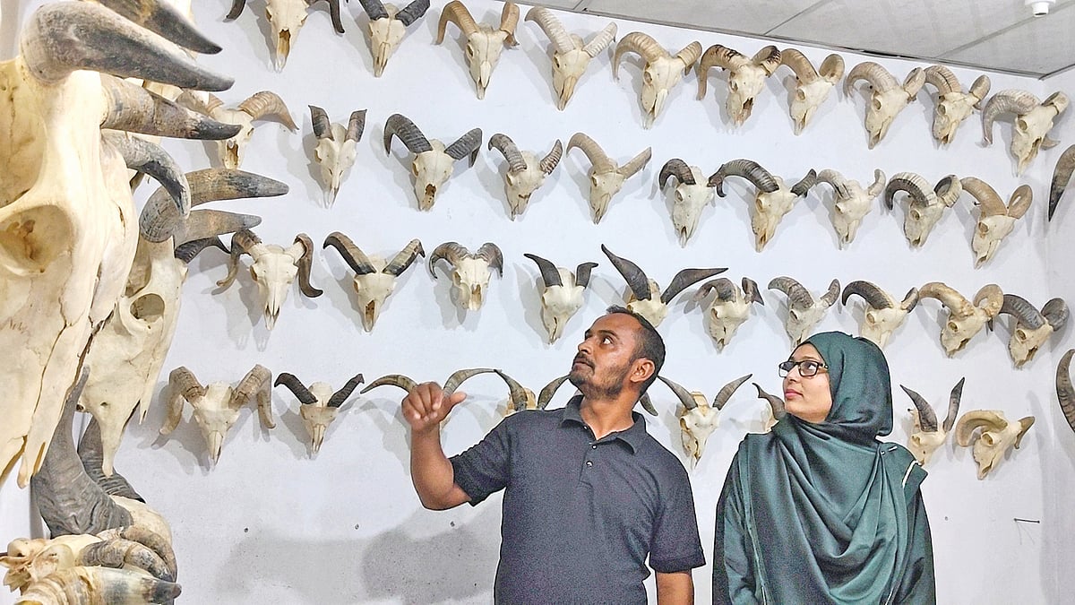 শখ থেকে শুরু, গরু–ছাগলের মাথা, শিং ও হাড় দিয়ে শোপিস বানাচ্ছেন রিপন