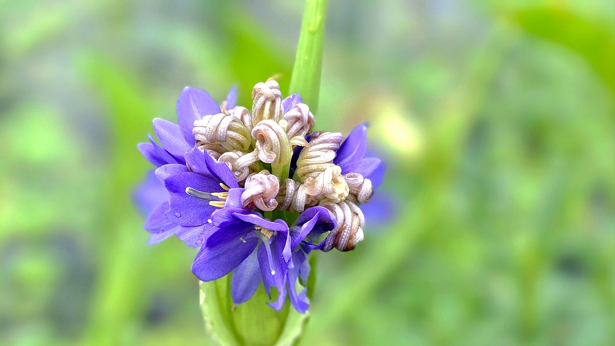 ছবি: আব্দুল মোমিন