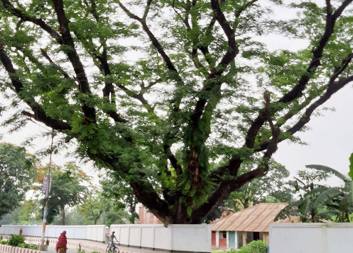 সৈয়দপুরে রেলওয়ের ৩৩টি গাছ বিক্রির নিলাম স্থগিত