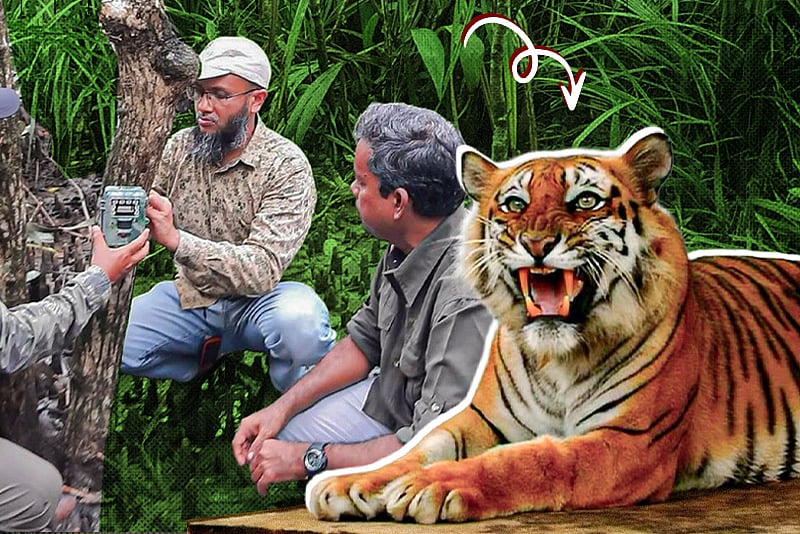 শিকারির মরণফাঁদ থেকে মুক্ত, সুন্দরবনে ফিরছে বাঘিনী