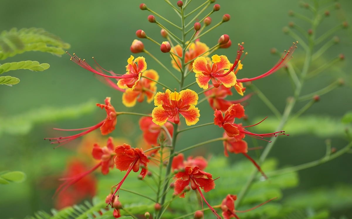 পথের ধারে ফুল অপরূপ
