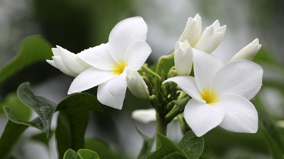 সাদার মাঝে হলুদের ছোঁয়ায় অপরূপ নাগচাঁপা ফুল