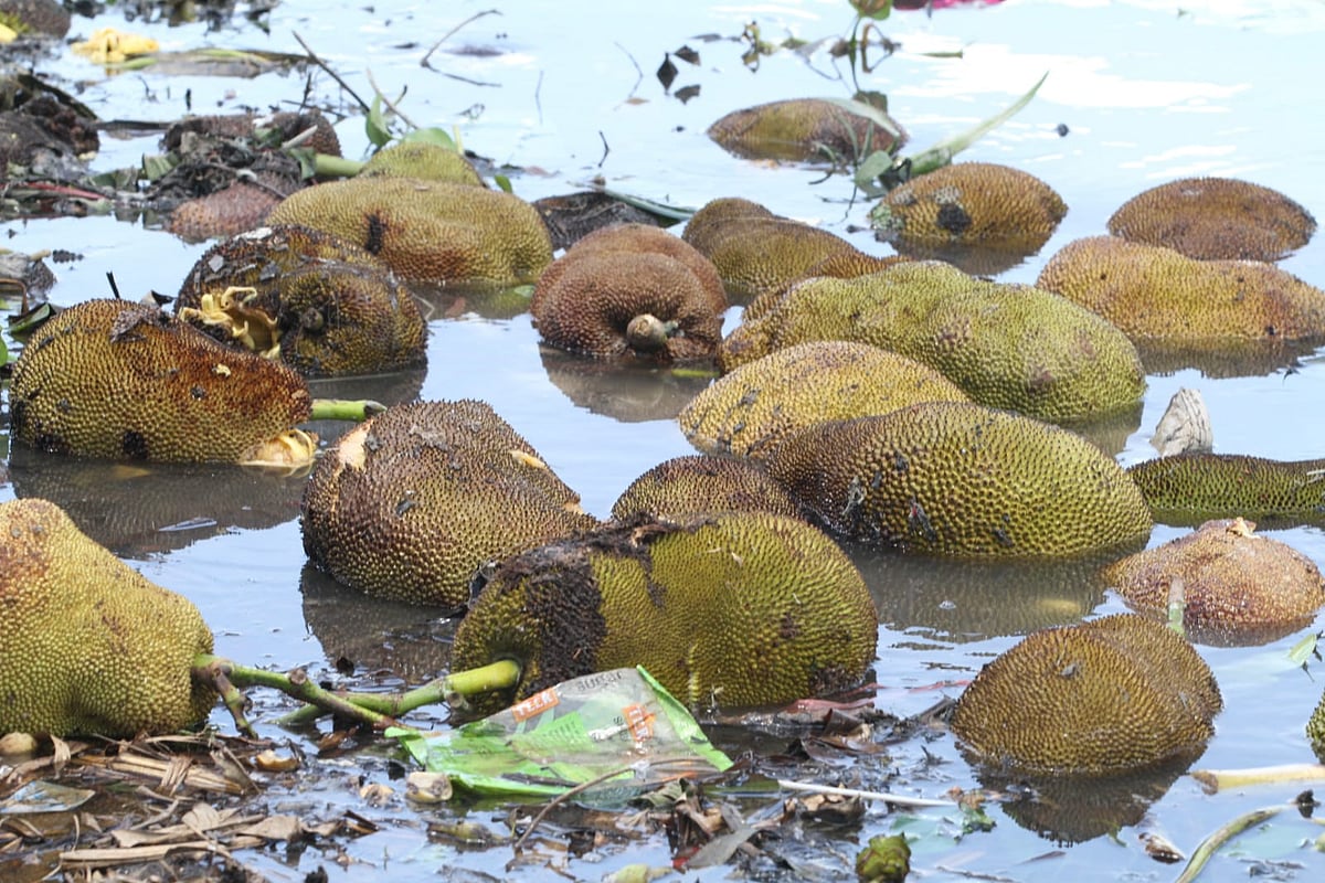 গাছে, ঘাটে, হ্রদে—পচছে পাহাড়ের কাঁঠাল