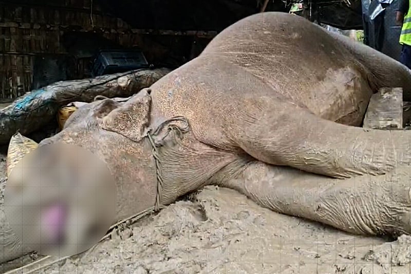 ‘হাতিটির মেরুদণ্ড ভেঙে গিয়েছিল, পেছনের পা দুটিও অচল হয়ে পড়ে’