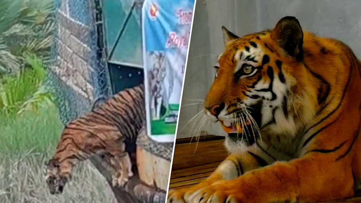 মরতে বসা বাঘিনীকে সেবা দিয়ে ফিরিয়ে দেওয়া হলো বনে