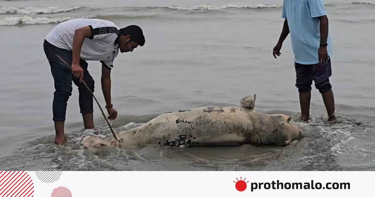 কুয়াকাটা সৈকতে ভেসে এল মৃত ইরাবতী ডলফিন কুয়াকাটা সৈকতে ভেসে এল মৃত ইরাবতী ডলফিন