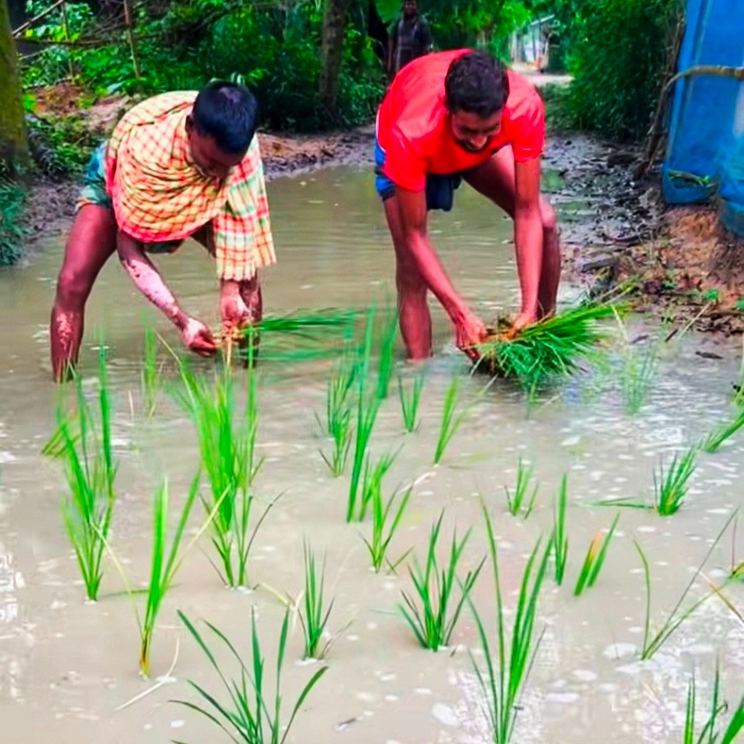 জলাবদ্ধ সড়কে ধানের চারা রোপণ করে এলাকাবাসীর প্রতিবাদ