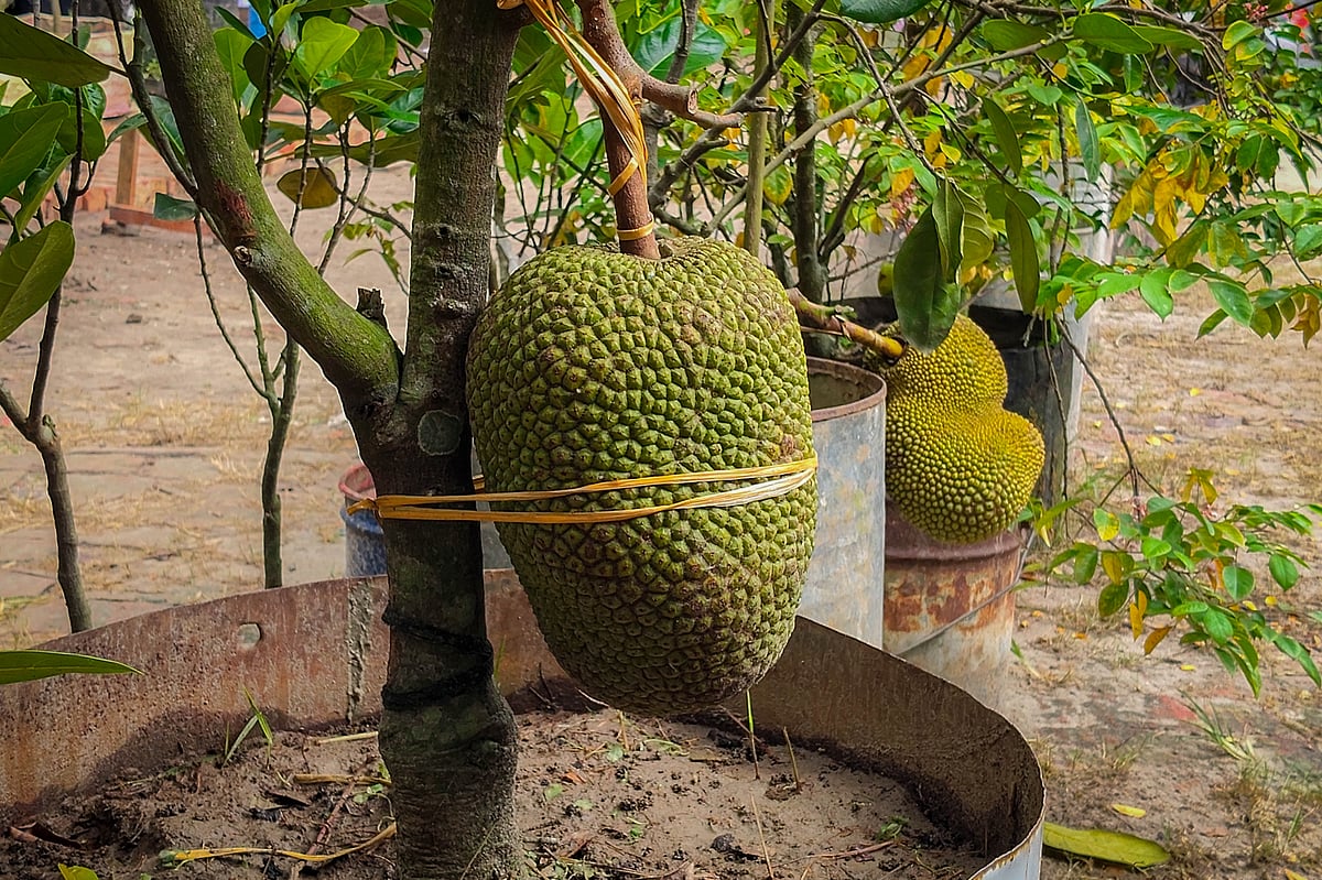 সবুজের মিলনমেলা