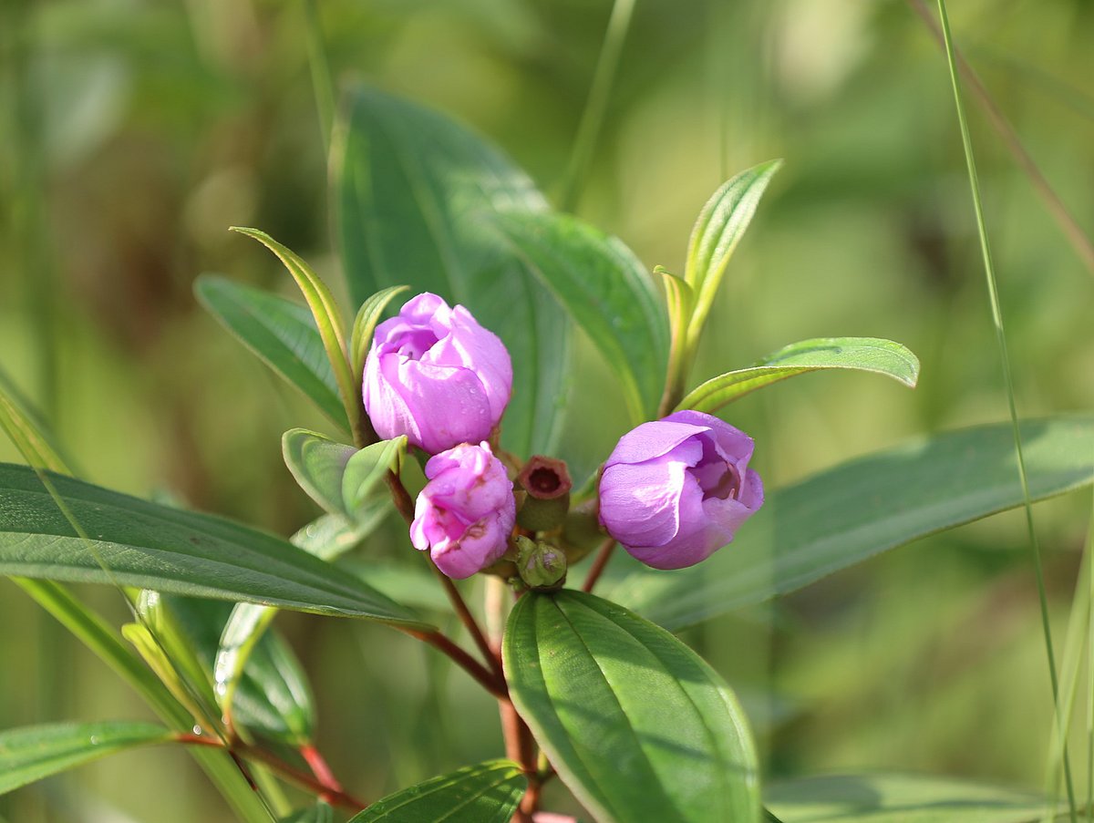 ছবি: সুপ্রিয় চাকমা