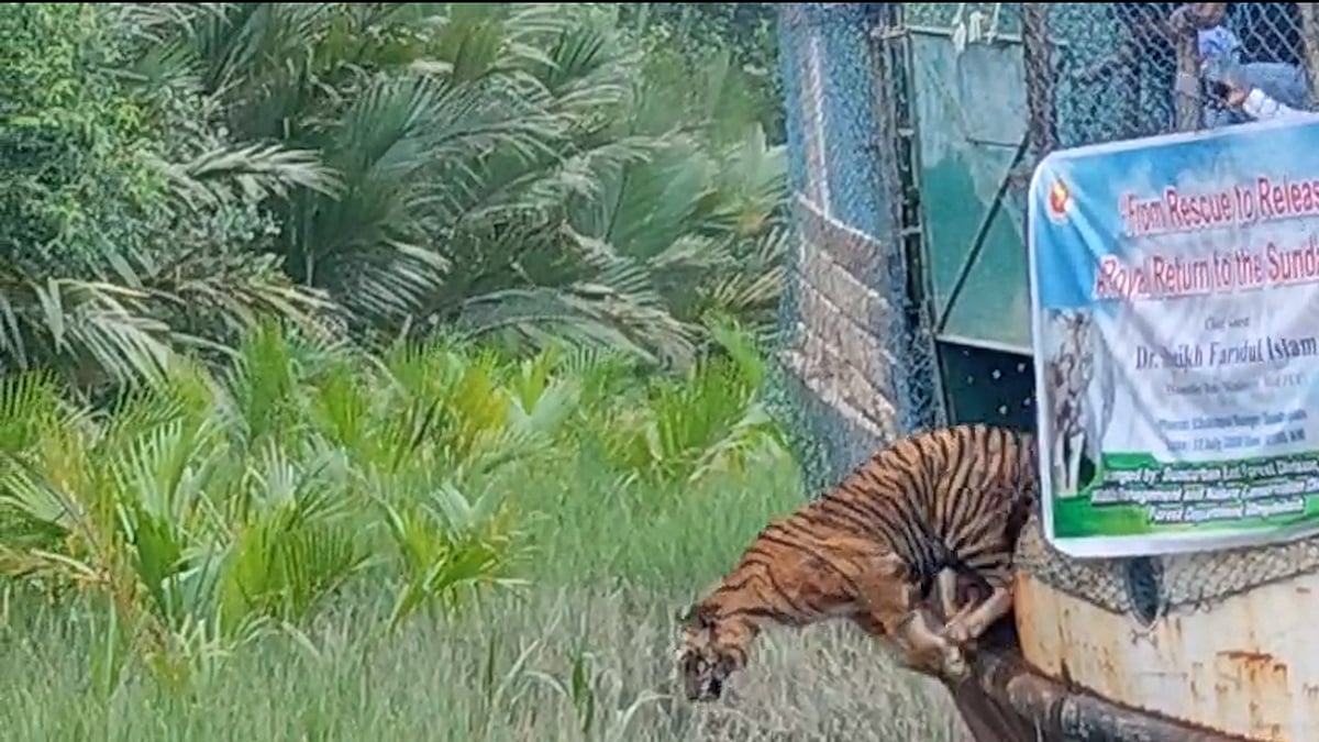বাঘিনীকে সুন্দরবনে ছাড়ার সময় কি আন্তর্জাতিক প্রটোকল মানা হয়েছে