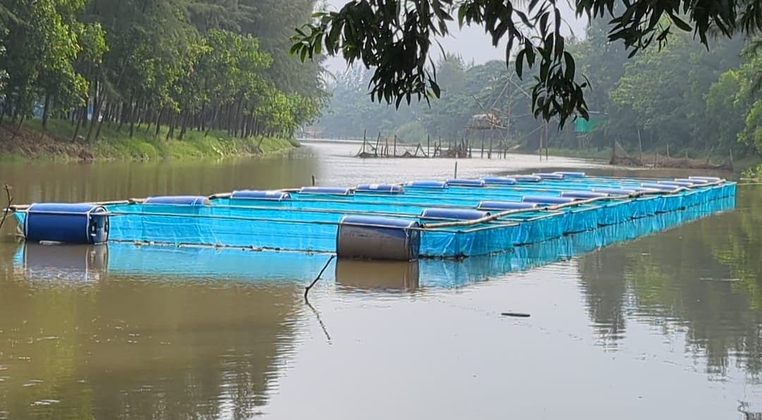 খাল ও জলাশয়ে খাঁচায় মাছ চাষে কীভাবে লাখ টাকা আয় করছেন চাষিরা