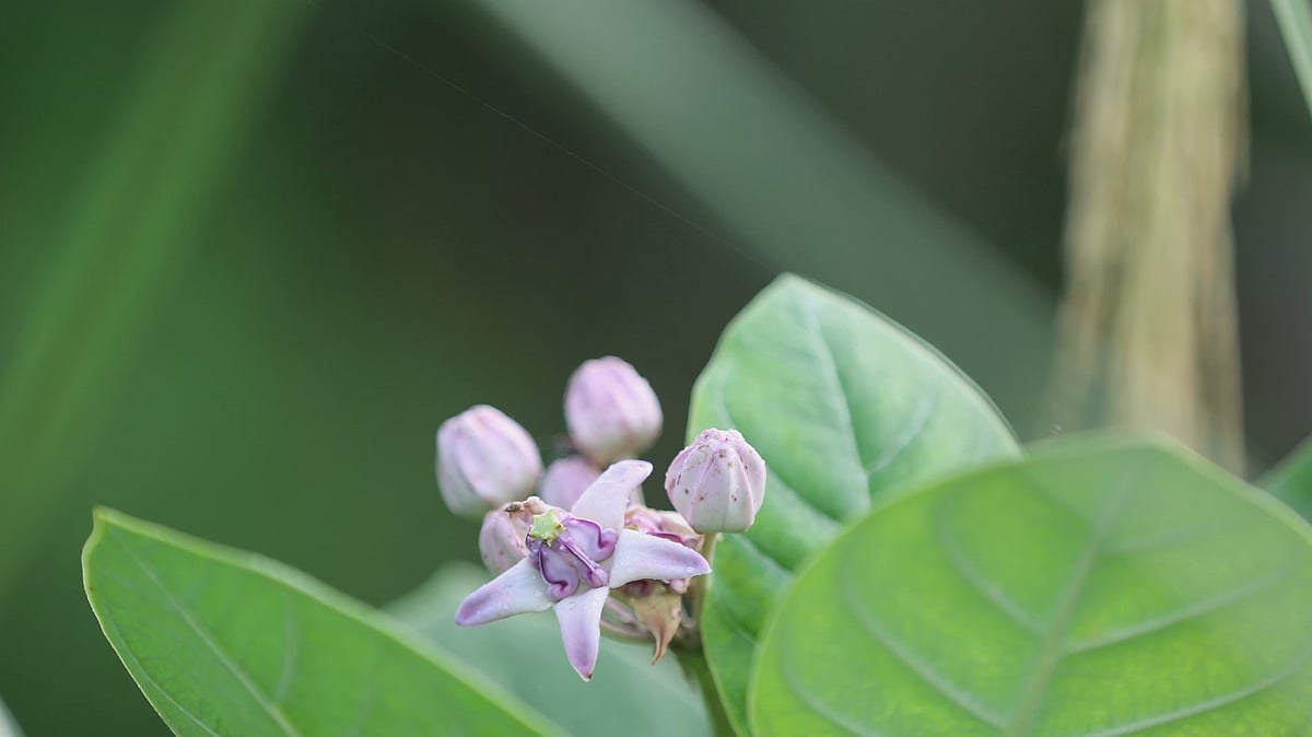 ছবি: সুপ্রিয় চাকমা
