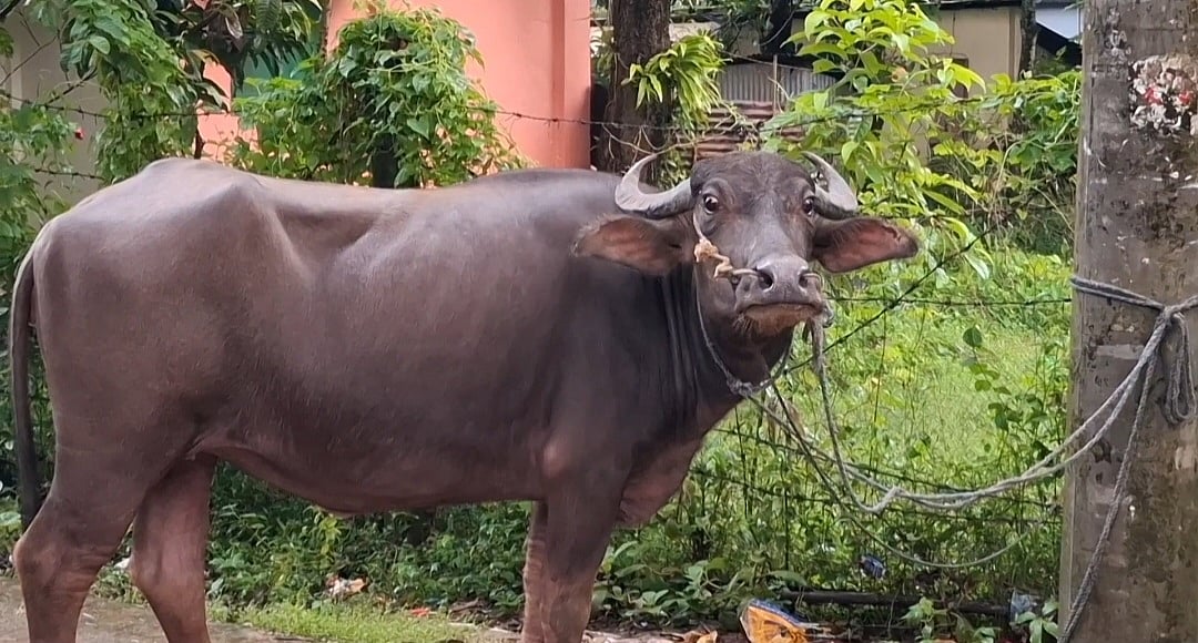 নেত্রকোনায় মহিষ জবাই করে আর্জেন্টিনার সমর্থকদের ভোজের আয়োজন