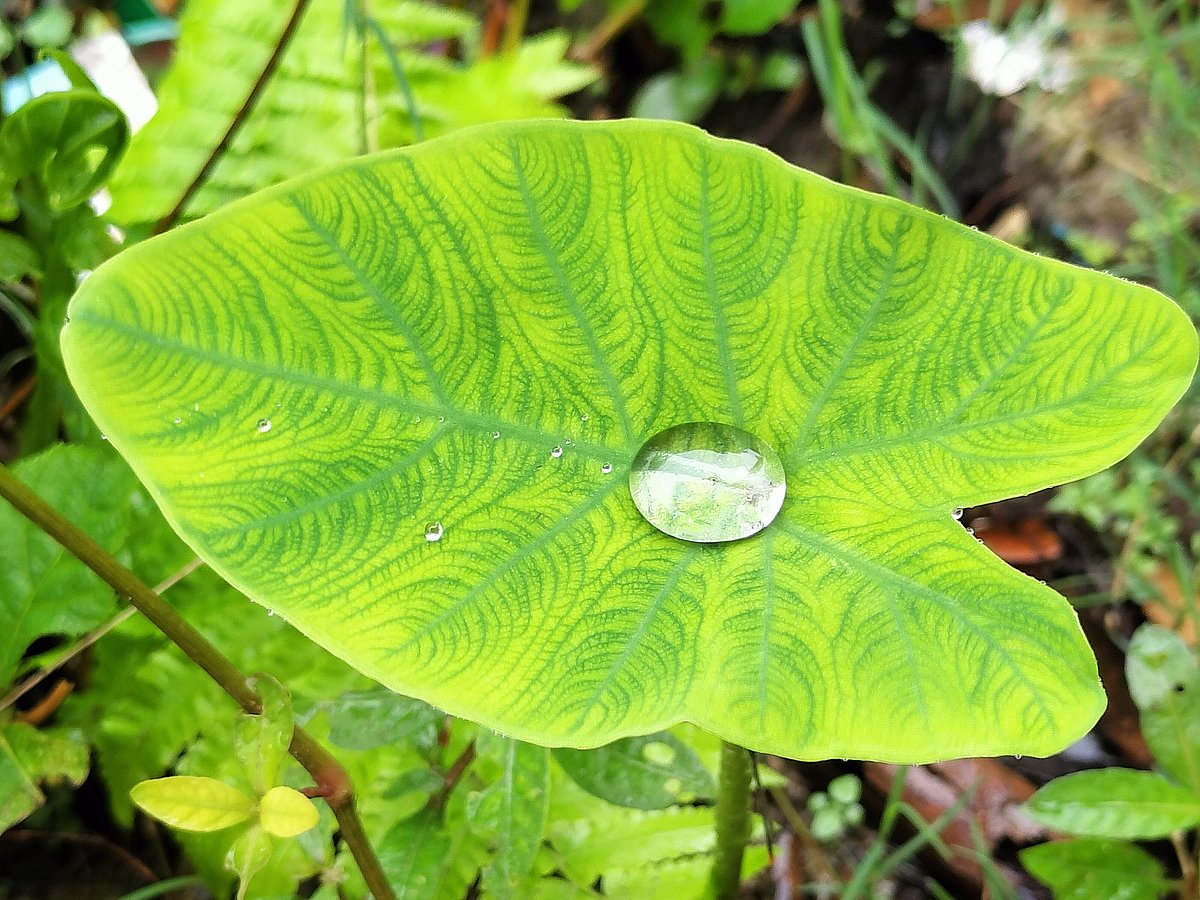 ছবি: সাজেদুল আলম