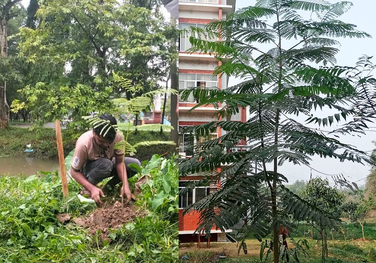 ‘আজ আমার পড়াশোনা শেষ, আর গাছটাও শেষ, কী অপরাধ ছিল গাছটির’