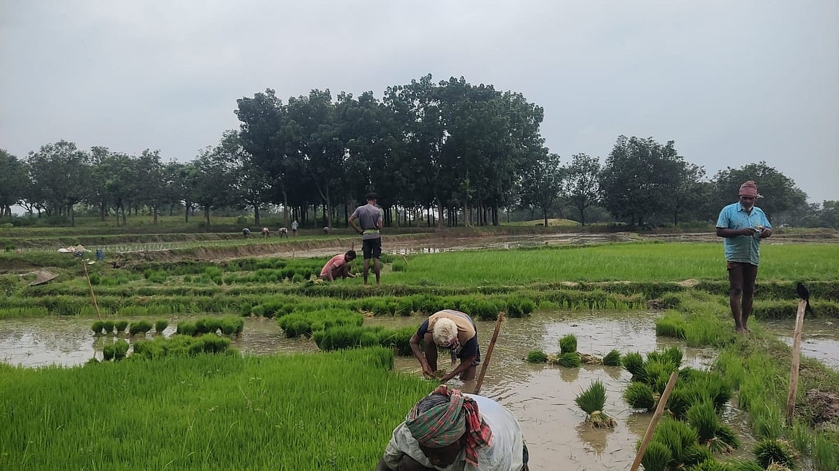 বর্ষাতে বৃষ্টি কম, বরেন্দ্র অঞ্চলে আমন আবাদে ভরসা গভীর নলকূপ