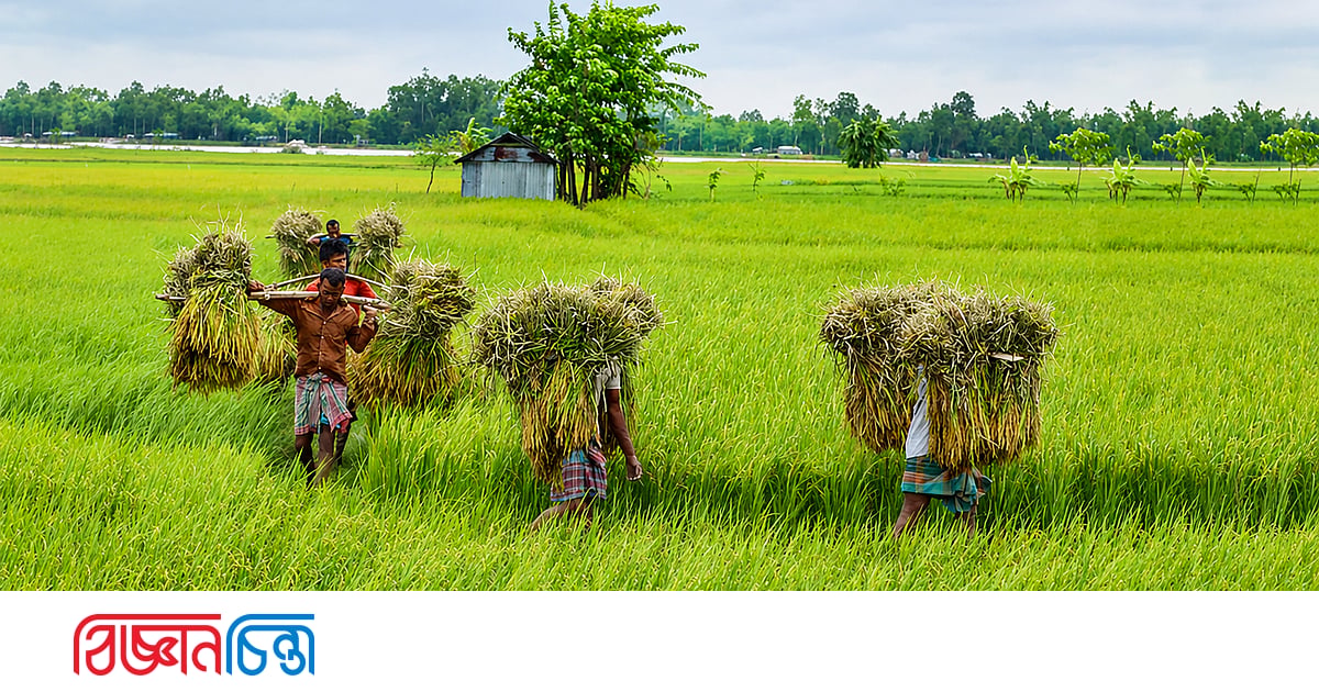 ধান এবং ভাত নিয়ে চারটি ভ্রান্তধারণা বনাম বৈজ্ঞানিক বাস্তবতা ধান এবং ভাত নিয়ে চারটি ভ্রান্তধারণা বনাম বৈজ্ঞানিক বাস্তবতা