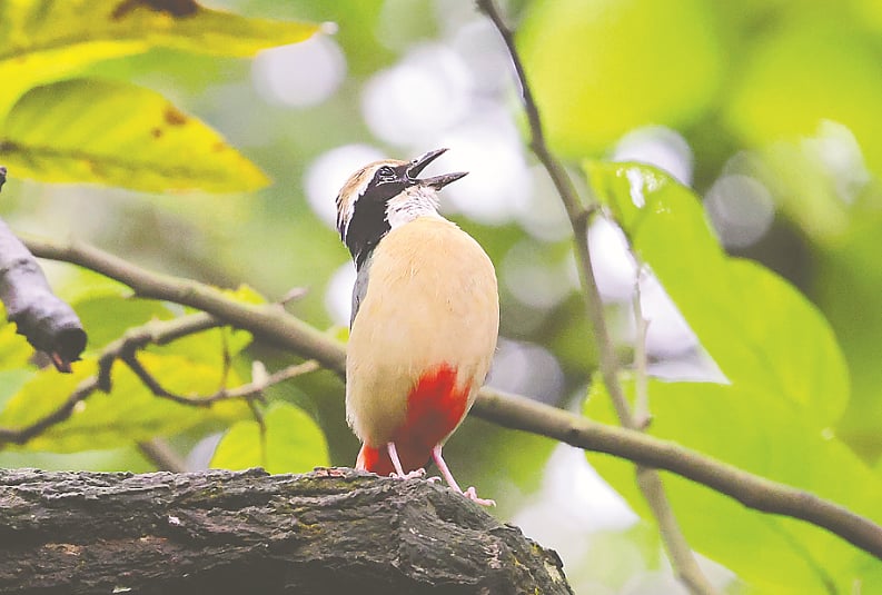 বর্ষায় শালবনে শুমচার গান 