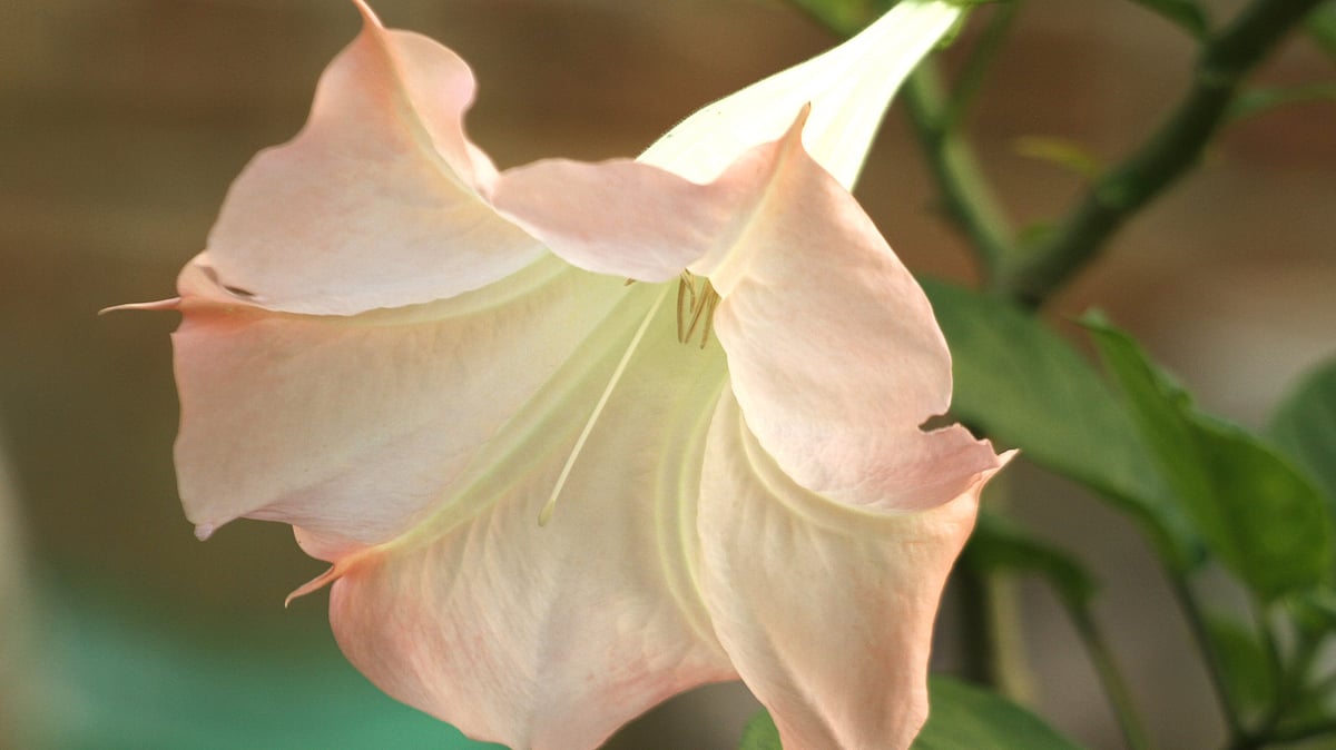  ছবি: সুপ্রিয় চাকমা