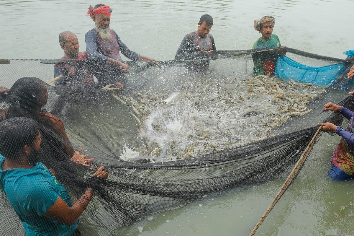 ছবি: সাদ্দাম হোসেন 