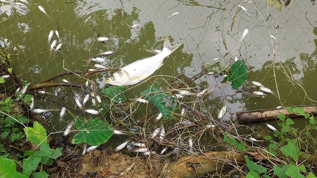 চিরকুটে ‘তোর হাতে দুই বছর টাইম আছে’ হুমকির পর তিন পুকুরে বিষ