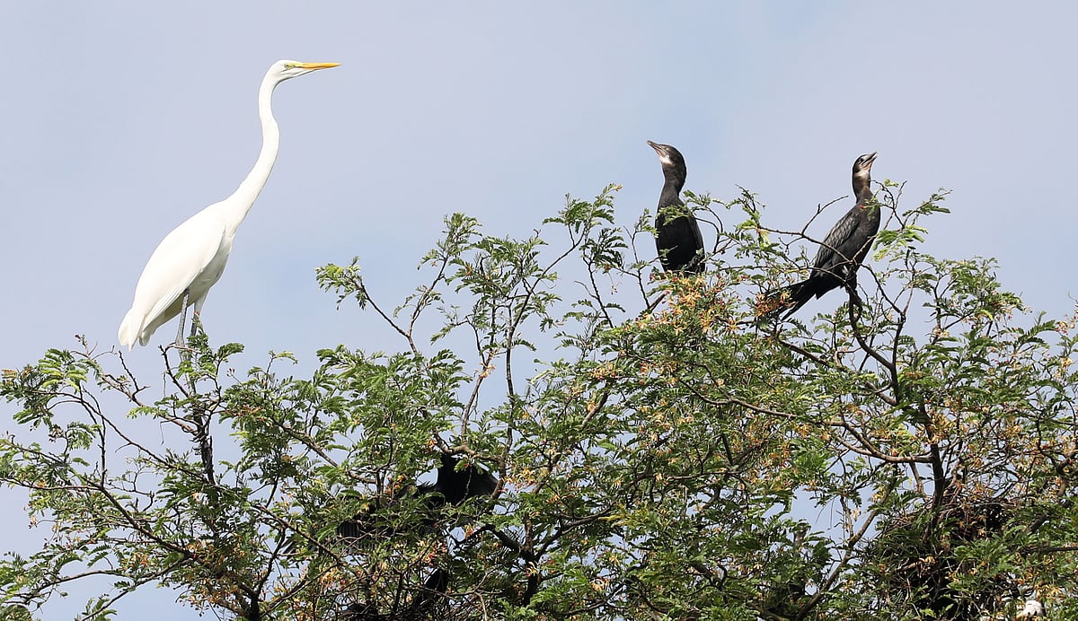 তেঁতুলগাছে হাজার পাখির বাসা