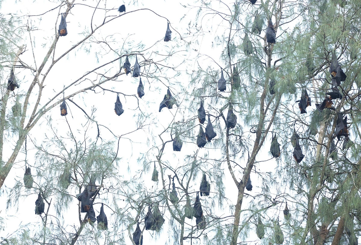 বন বিভাগের কার্যালয় যেন বাদুড়ের রাজ্য