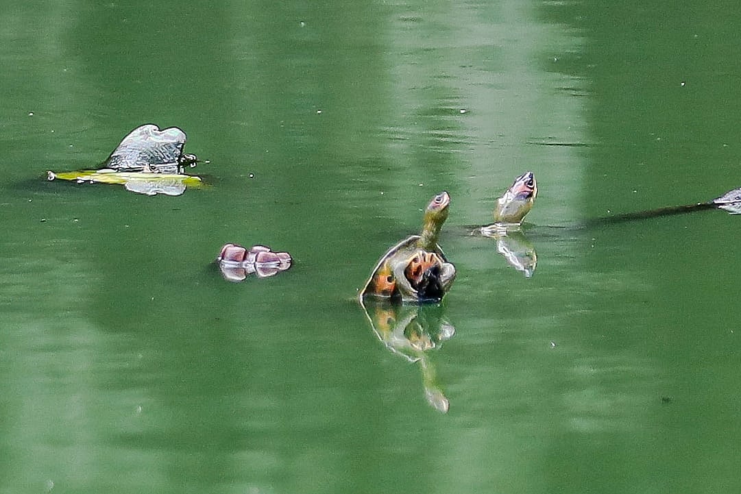 হাতিরঝিলে আগ্রাসী বিদেশি কচ্ছপ, এল কীভাবে