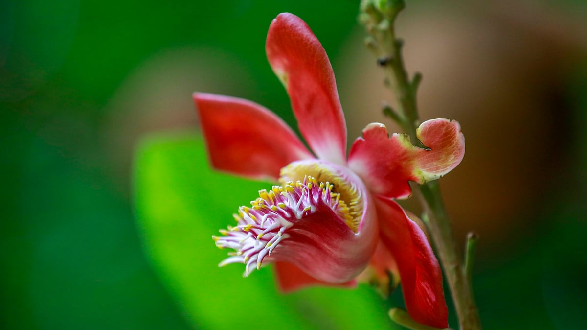 সোহরাওয়ার্দী উদ্যানে ফুটেছে নাগলিঙ্গম ফুল।