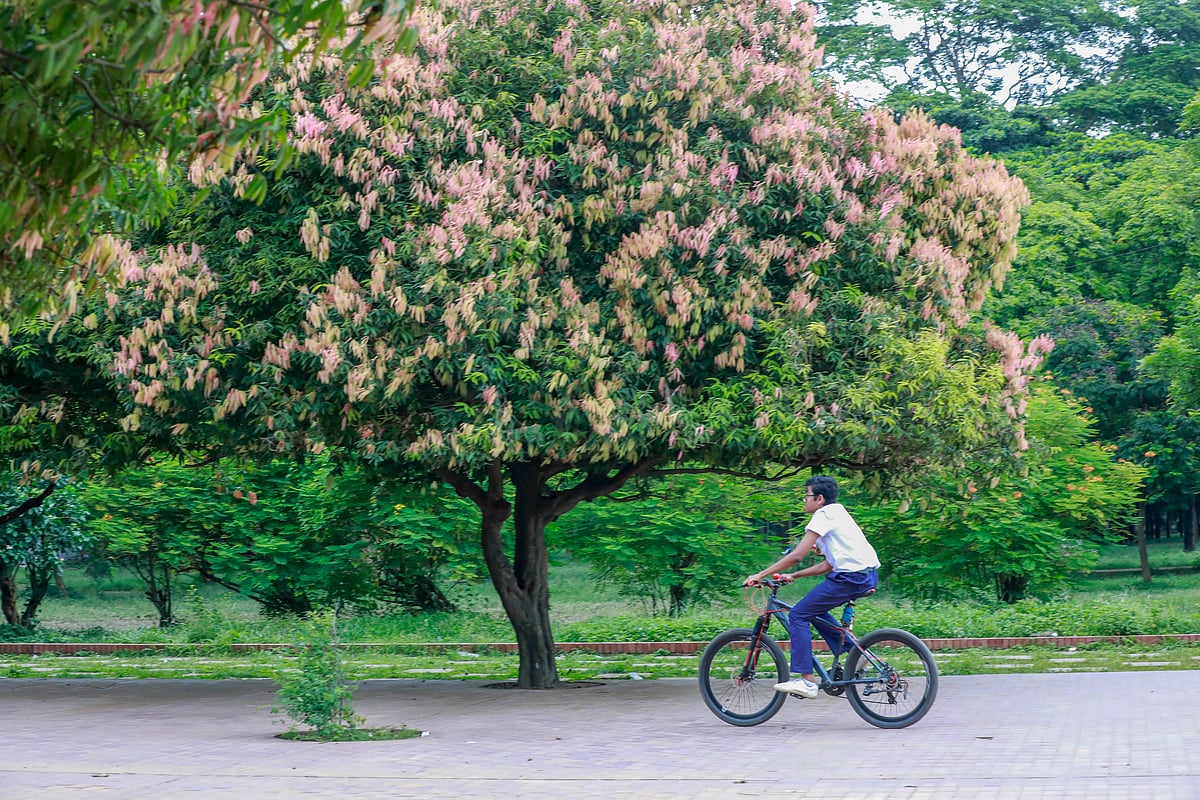 সবুজের আড়ালে উদ্বেগের চিত্র