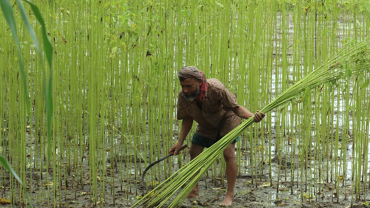 খেতে পাট কাটছেন কৃষক