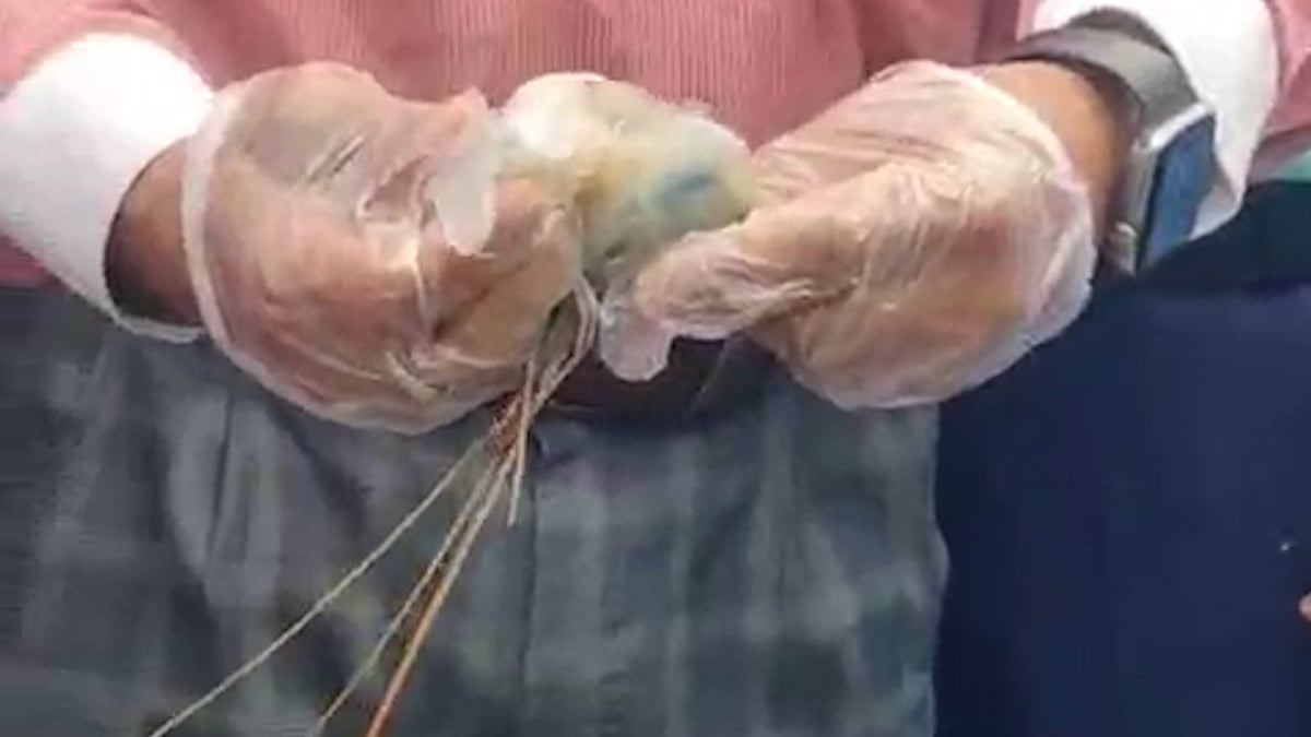 জেলি মেশানো ৪০ কেজি চিংড়ি ধ্বংস