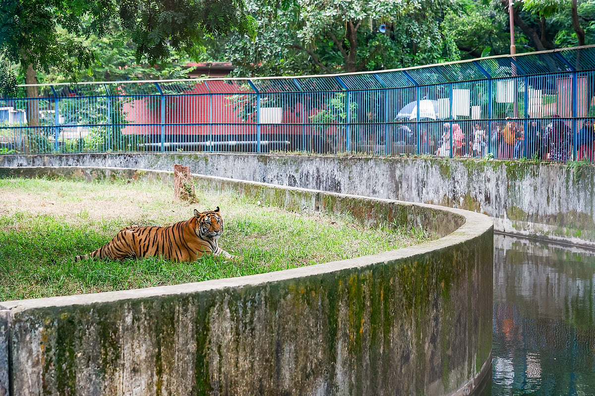 জাতীয় চিড়িয়াখানায় বড় খাঁচার ভেতর জলাধারের পাশে ছায়াঘেরা স্থানে বিশ্রামে বেঙ্গল টাইগার।