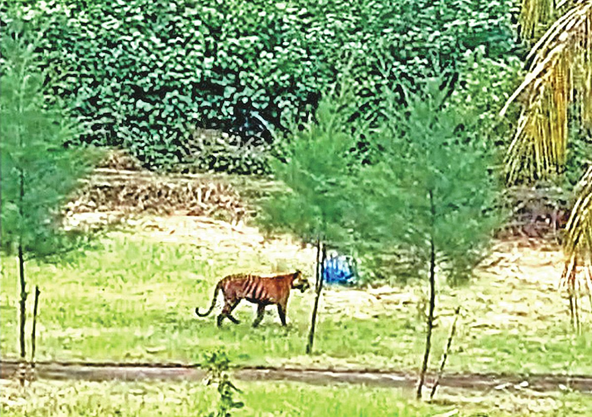 সুন্দরবনে বাঘের শরীরে সংক্রমণ, কী প্রভাব পড়বে