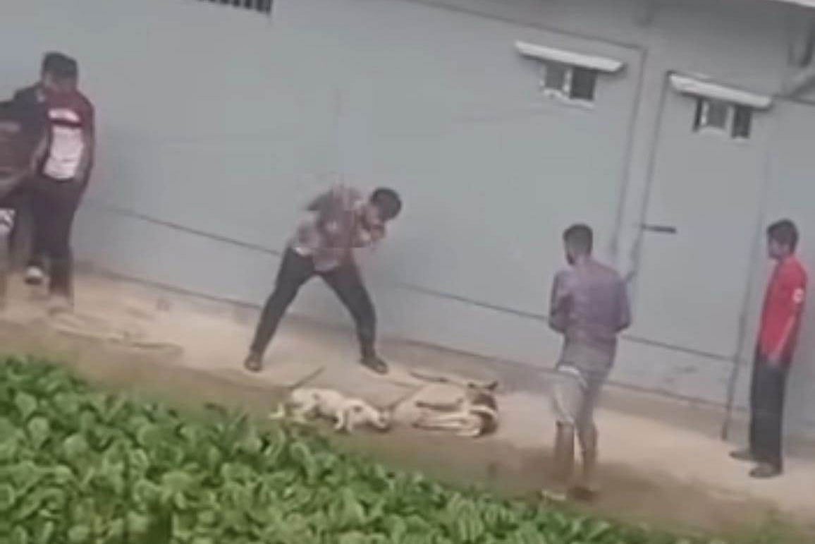 চট্টগ্রামে দুটি কুকুরকে পিটিয়ে হত্যা, ভিডিও ভাইরাল