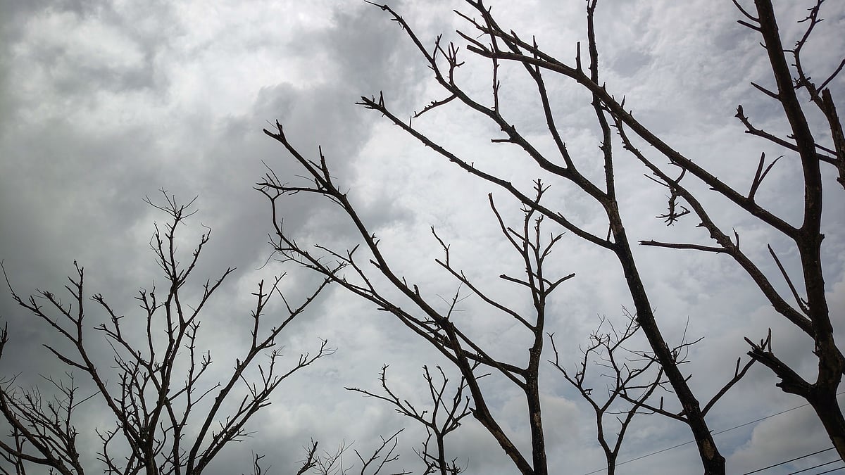 সংক্রমণে মারা গেছে সারি সারি গাছ