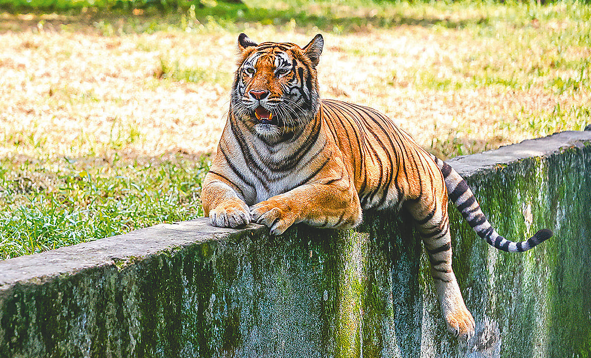 বাঘ আমাদের গর্ব