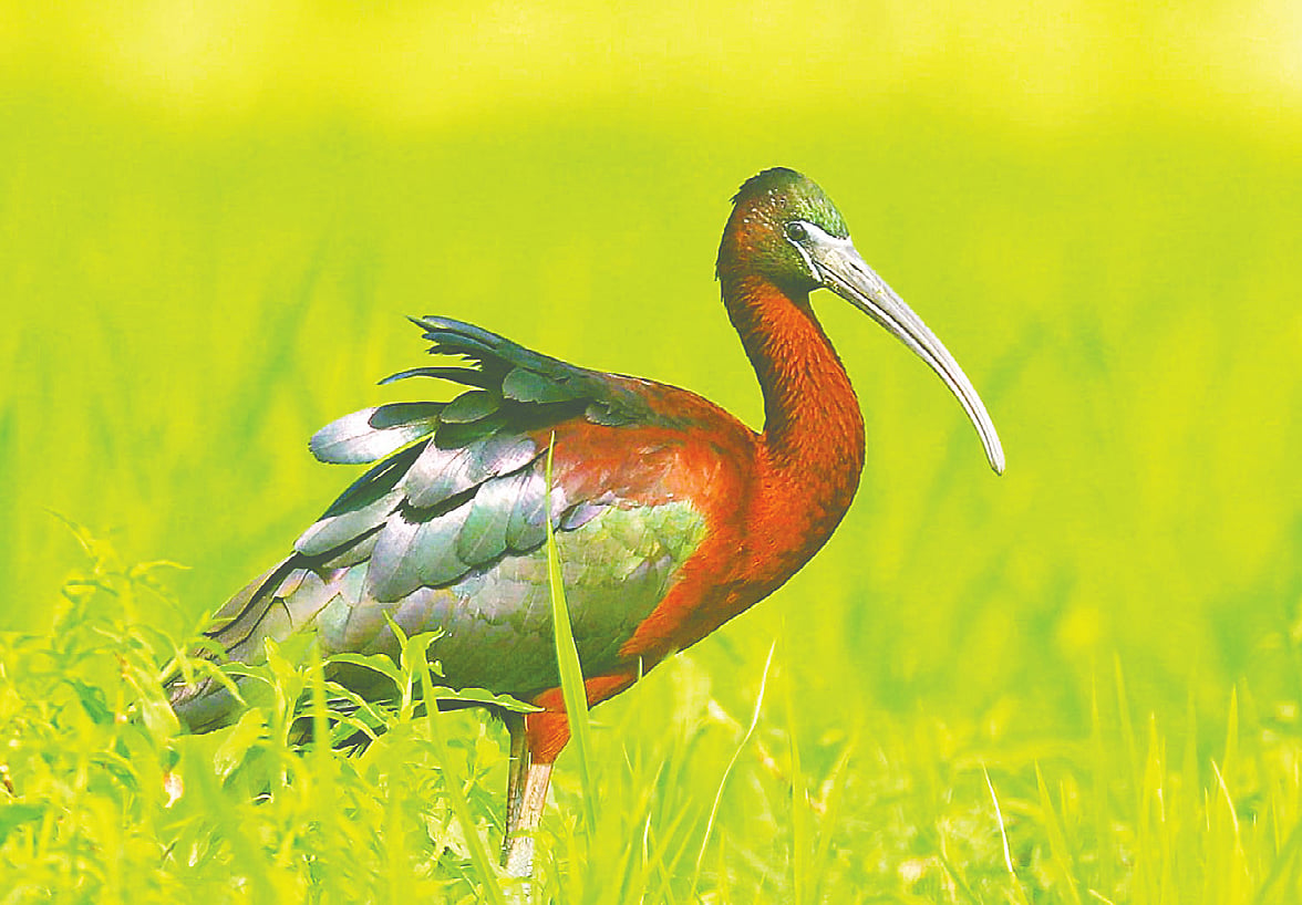 রংপুরে খয়রা কাস্তেচরার আবাস