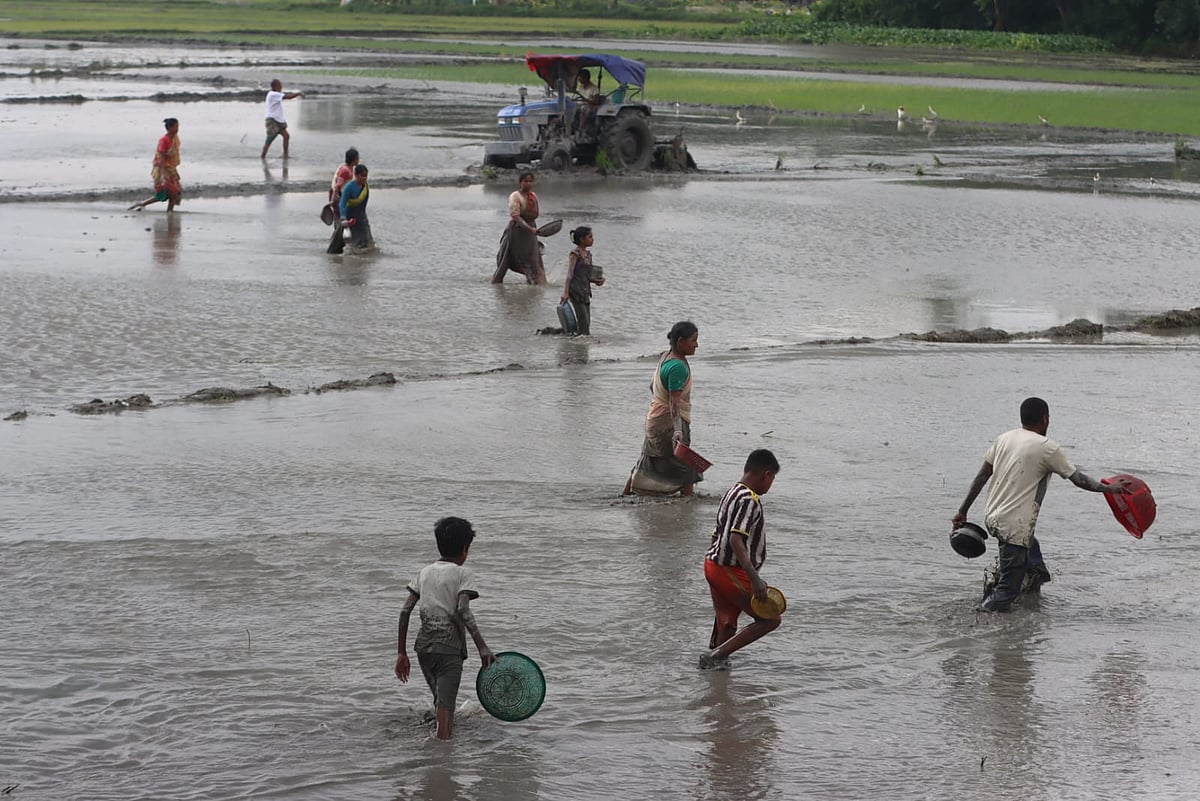 কাদাজলে মাছের সন্ধানে