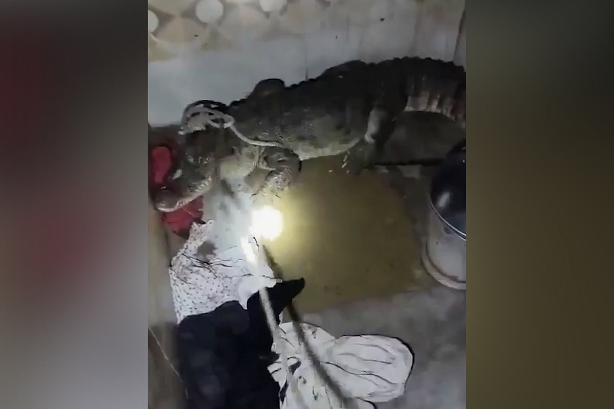 গভীর রাতে কুকুরের ডাকে ঘুম ভাঙল, বাথরুমে গিয়ে পাওয়া গেল ৭ ফুটের কুমির