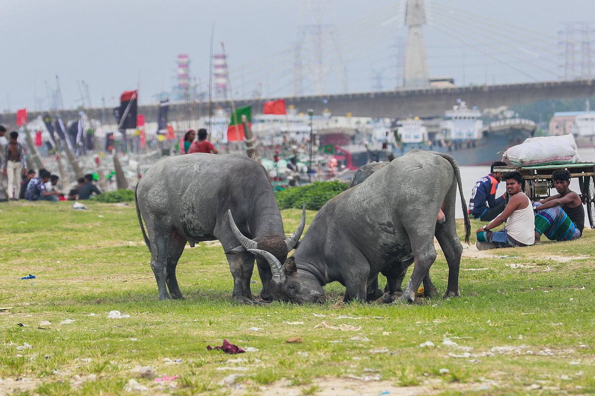 লড়াইয়ে দুটি মহিষ। 