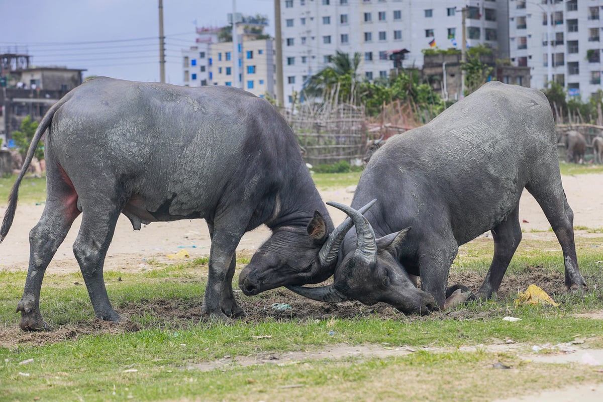 মহিষের লড়াই