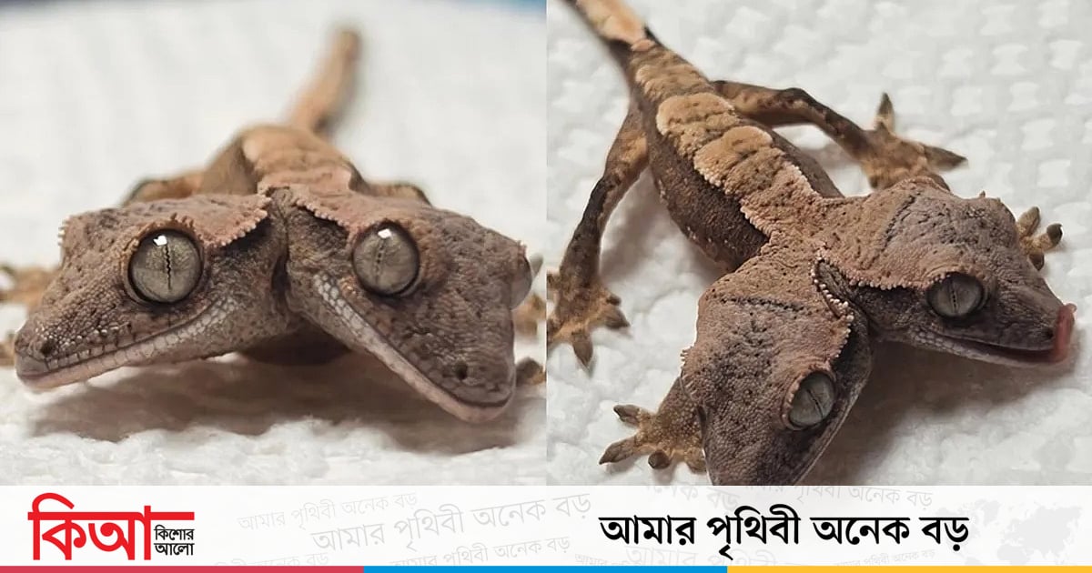 বিরল দুই মাথার গেকোর দেখা মিলেছে পেনসিলভানিয়ায় বিরল দুই মাথার গেকোর দেখা মিলেছে পেনসিলভানিয়ায়