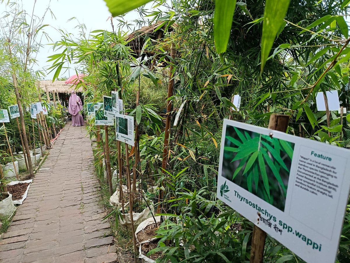 জাতীয় বৃক্ষ মেলায় কোয়ান্টাম বেম্বোরিয়ামের স্টলে দেশি-বিদেশি বিভিন্ন প্রজাতির বাঁশ গাছ ঘুরে দেখছেন দর্শনার্থীরা