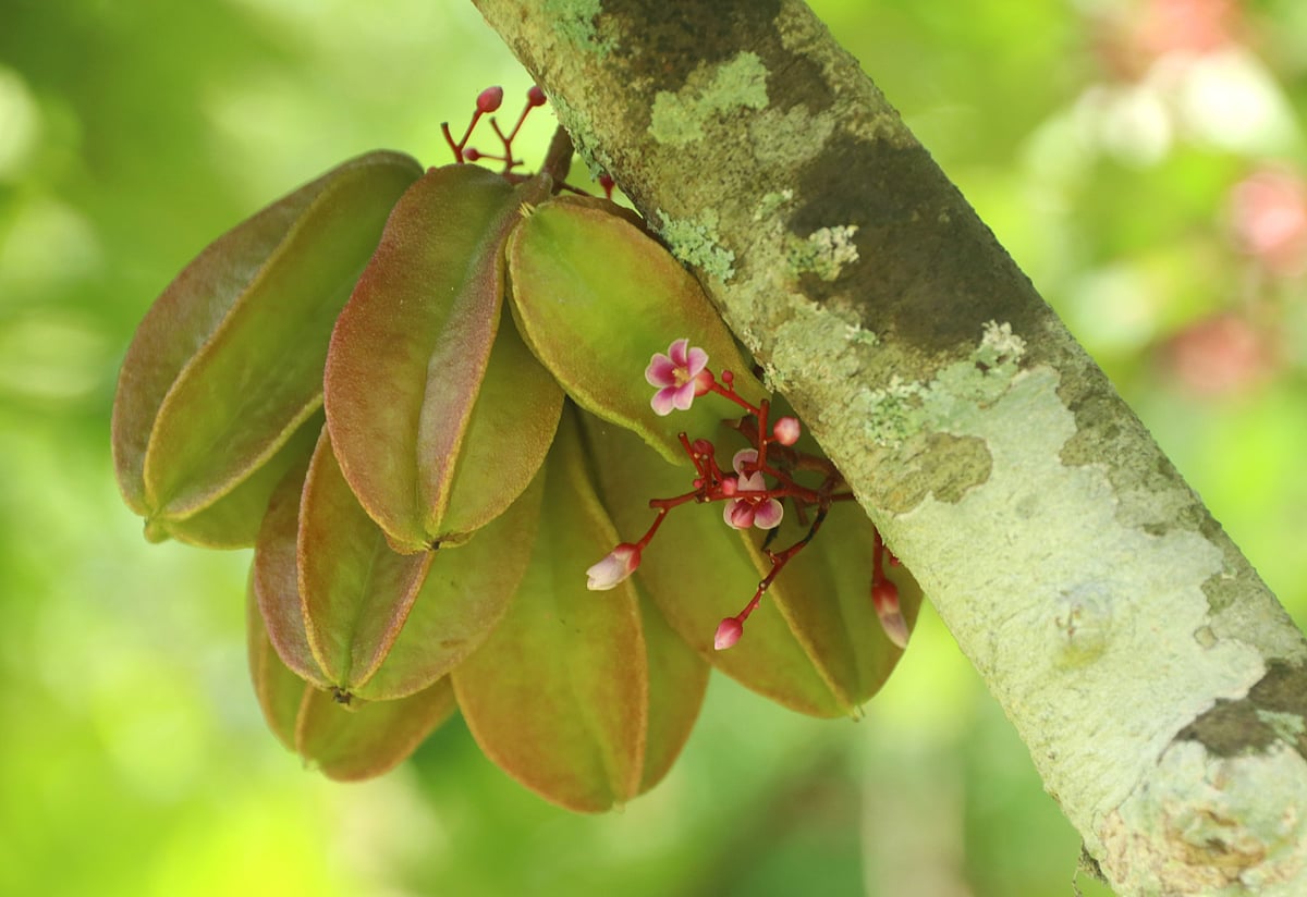 ছবি: সুপ্রিয় চাকমা