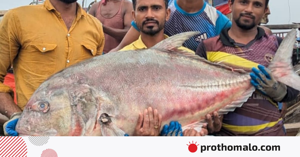 সাগরে জালে ধরা পড়ল ৫৪ কেজির তবল মাছ, ৩৬ হাজার টাকায় বিক্রি সাগরে জালে ধরা পড়ল ৫৪ কেজির তবল মাছ, ৩৬ হাজার টাকায় বিক্রি