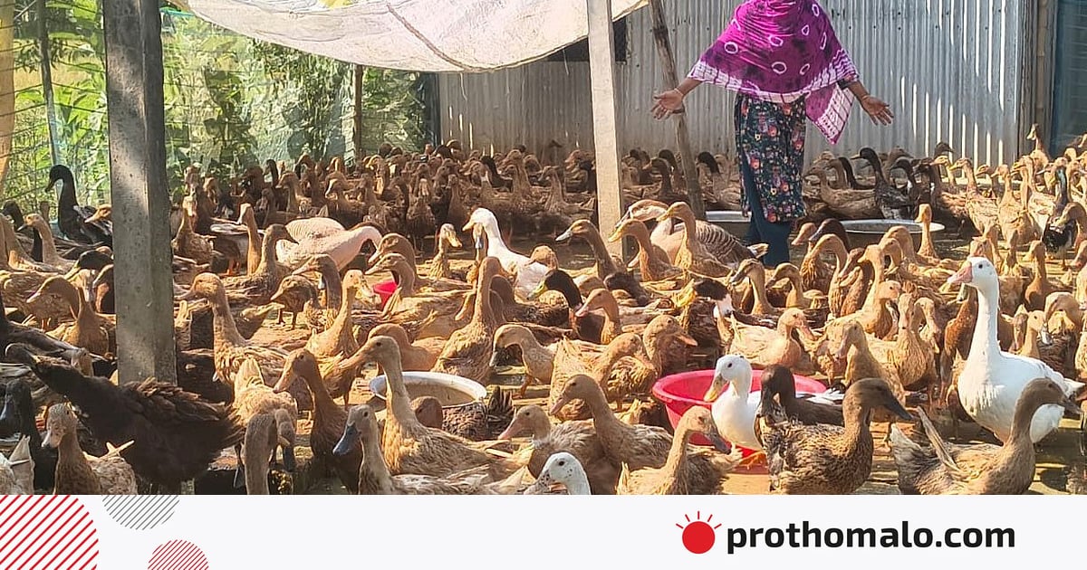 চাষাবাদের চেয়ে হাঁস–মুরগিসহ গবাদিপশু পালনেই বেশি আয় করেন ক্ষুদ্র কৃষকেরা চাষাবাদের চেয়ে হাঁস–মুরগিসহ গবাদিপশু পালনেই বেশি আয় করেন ক্ষুদ্র কৃষকেরা