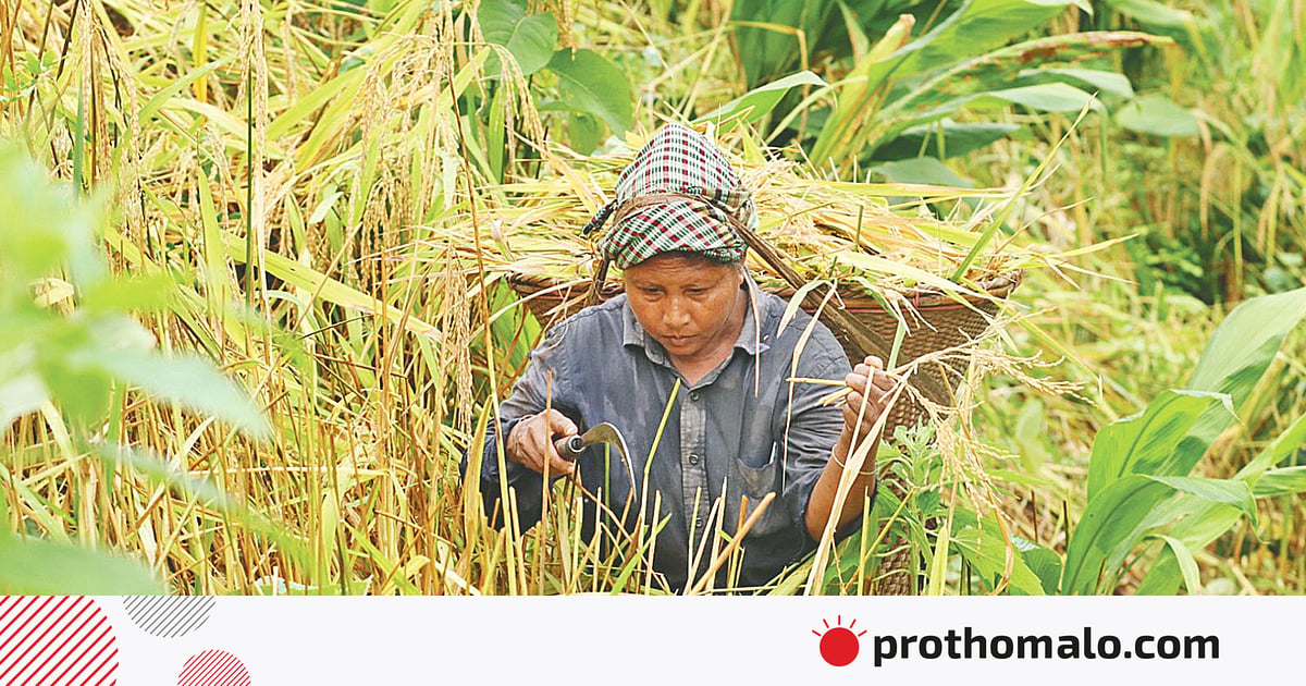 সংকটে হাজার বছরের জুমচাষ সংকটে হাজার বছরের জুমচাষ