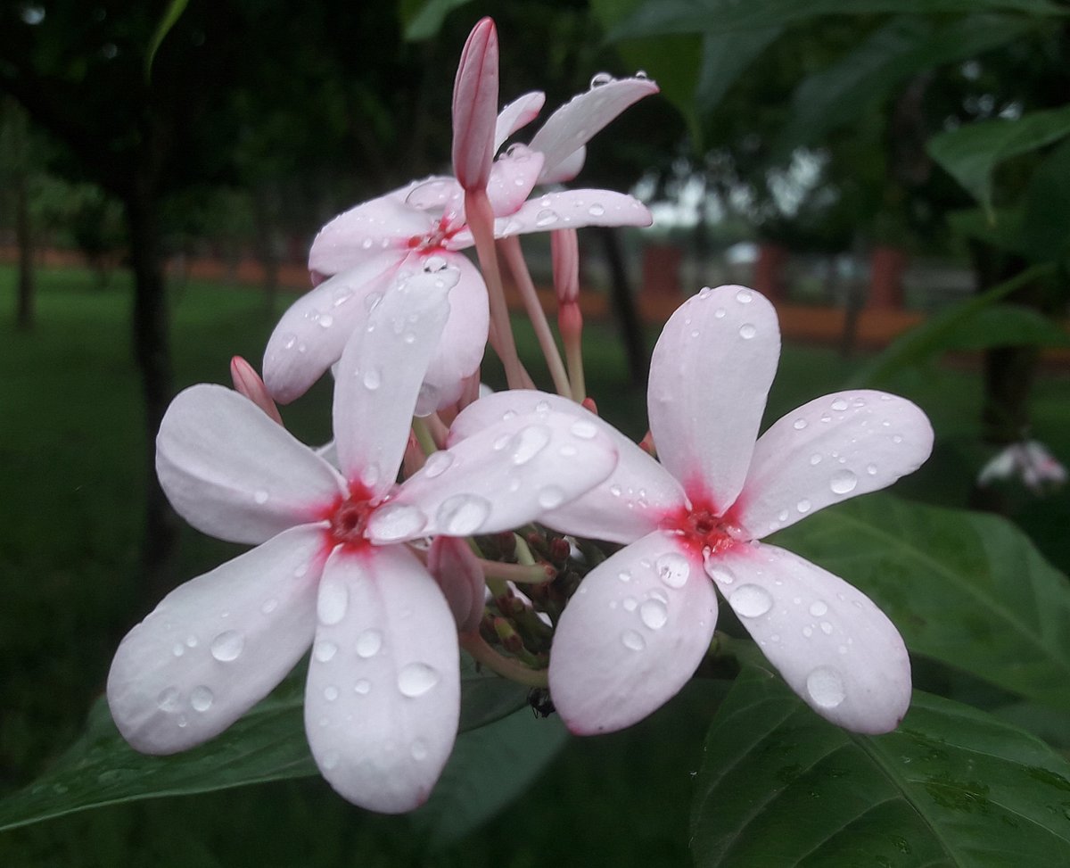 ছবি: আকমল হোসেন 
