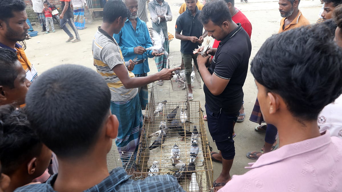 দাড়িদহ আমিনীয়া ফাজিল ডিগ্রি মাদ্রাসা মাঠে প্রতি শনি ও মঙ্গলবার বসে বিভিন্ন জাতের কবুতর বিকিকিনির হাট।